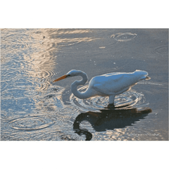 Great Egret in patterns, Photography on Canvas Art 