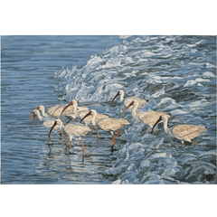 Ibis in The Surf, Giclee Art 