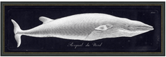 Rorqual du Nord (The Northern Whale)- Framed Giclee Art 