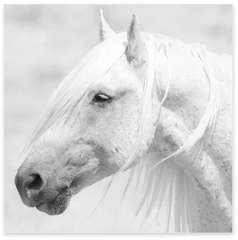 White Marble Horse - Framed Art