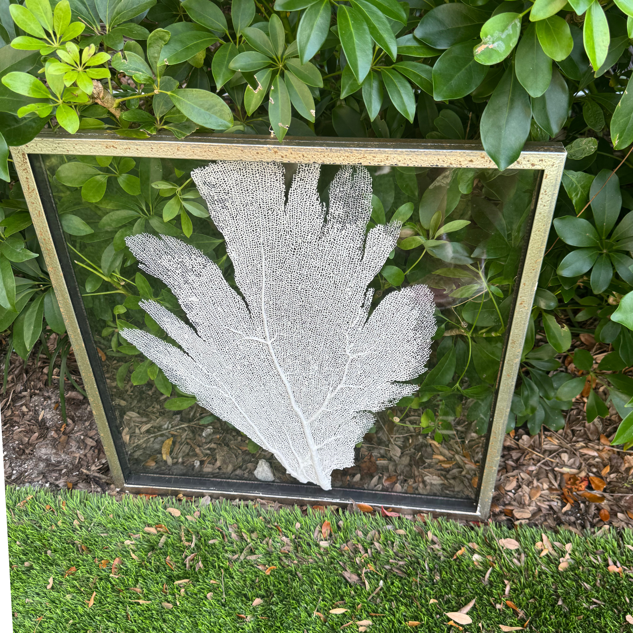 Sea Fan Art 2 - In Stock