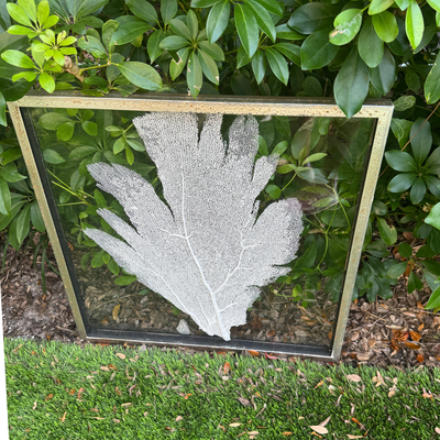 Sea Fan Art 2 - In Stock
