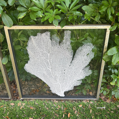 Sea Fan Art 1 - In Stock