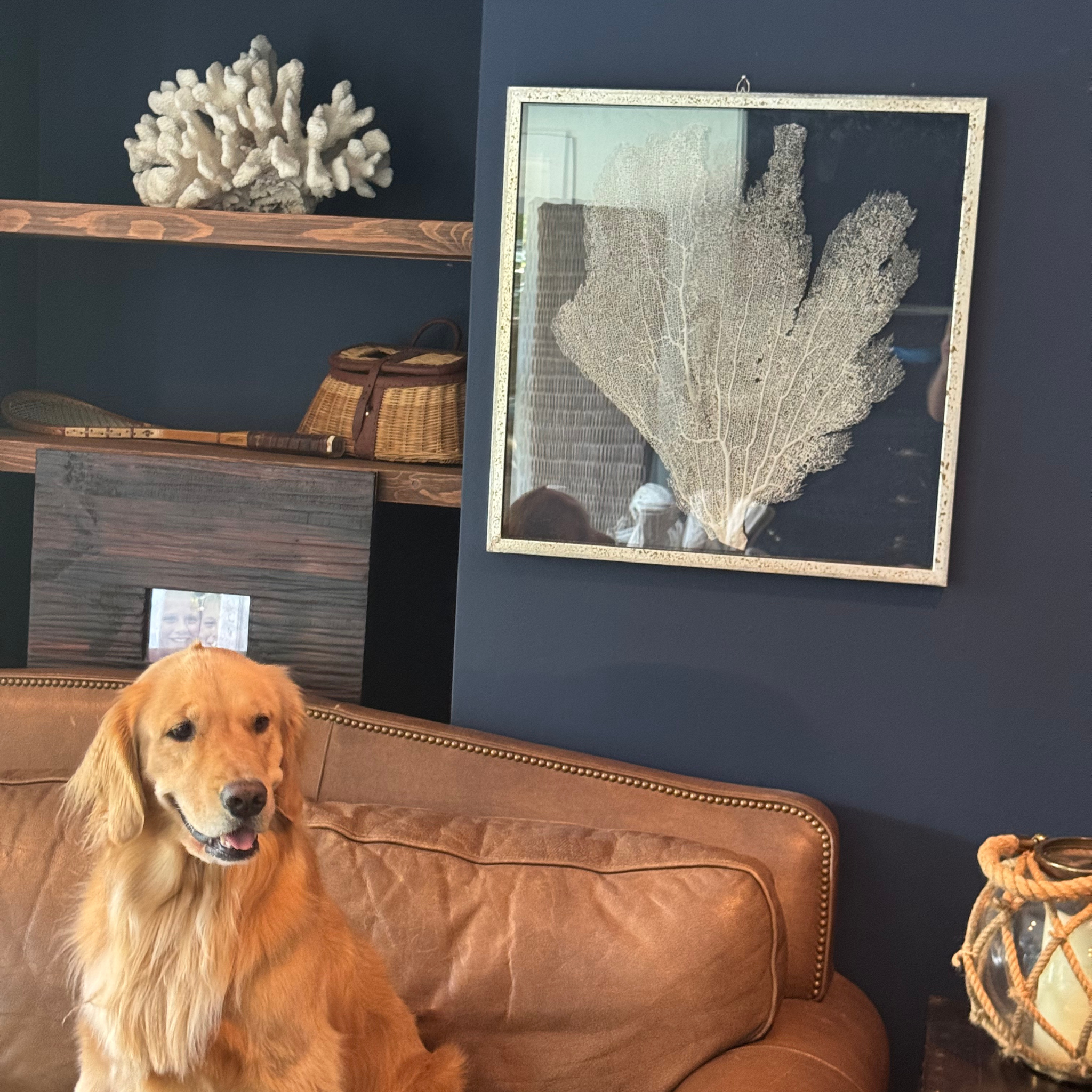 Sea Fan Art 1 - In Stock