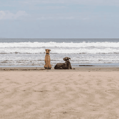 A Dog's Watch - Framed Artwork - coastal inspired home furnishing