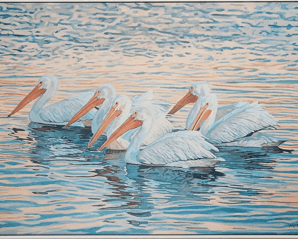 Floating White Pelicans Giclee - Our Boat House