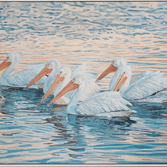 Floating White Pelicans Giclee - Our Boat House