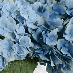 Hydrangea Arrangement in Blue - coastal inspired home furnishing