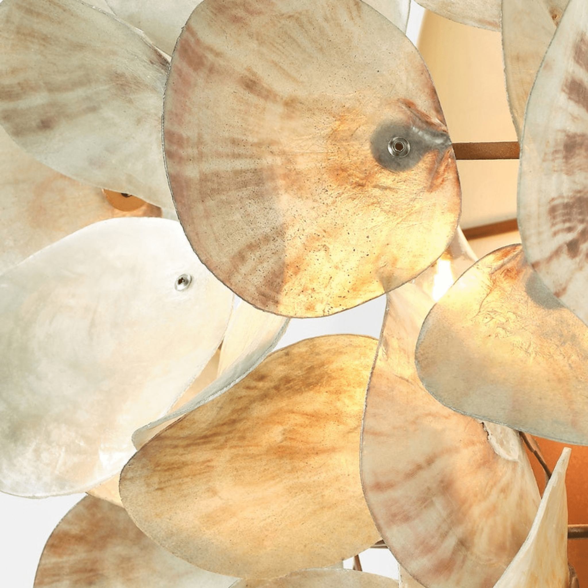 Oyster Shell Petal Sconce - Four Finishes - Our Boat House