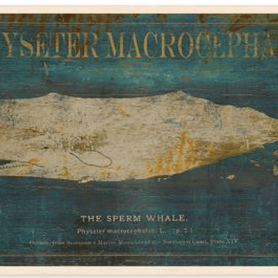 Sperm Whale - Framed Giclee - Our Boat House