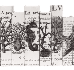 Coastal Series on Cream Parchment with Latin Script 7.5