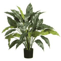 Peace Lily Plant 29.5