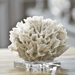 Coral On Crystal Stand Decor 