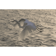 Egret Flying at Dusk, Giclee, Photography Art 