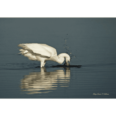 White Phase Spearing Fish, Photography on Canvas Art 