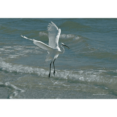 Egret in Surf Photograph on Canvas Art 