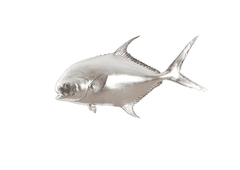 Silver Permit Fish 