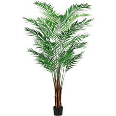 Areca Palm Tree Greenery 