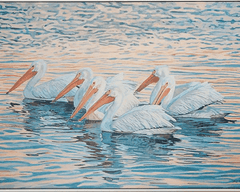 Floating White Pelicans, Giclee 