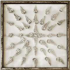 Sliced Cerithium Shells Framed Wall Art 