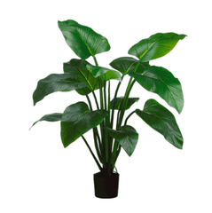 Eva Curcuma Plant in Pot - 4' Greenery 