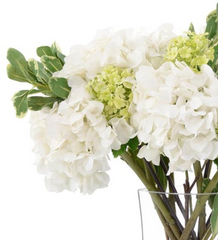 Dove White Hydrangeas & Green Snowballs in Vase