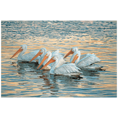 Floating White Pelicans Giclee Art 