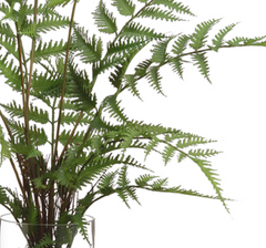 Forest Fern in Glass Vase -25
