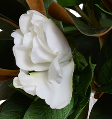 Magnolia & Gardenia Arrangement