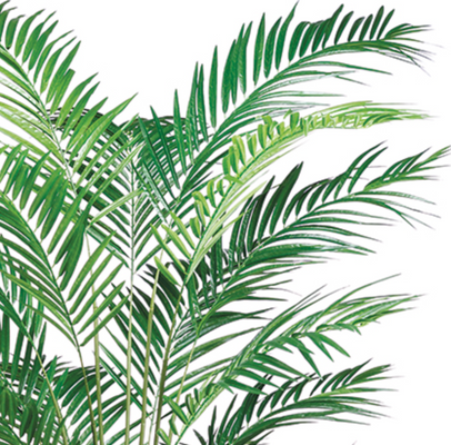 Areca Palm Tree Greenery 