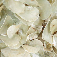 Oyster Shell Petal Chandelier