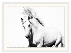 Camarillo White Horse - Floating Framed Print